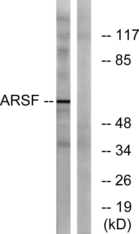 a14632 1 arsf primary antibodies wb testing 1