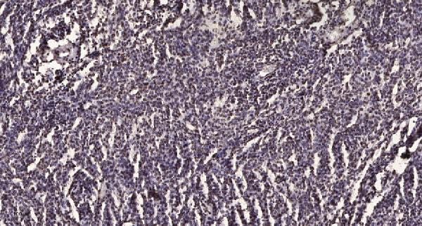 a14633 2 zkscan5 primary antibodies ihc testing 2