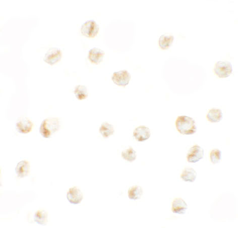 a14637 prickle4 primary antibodies icc testing 2