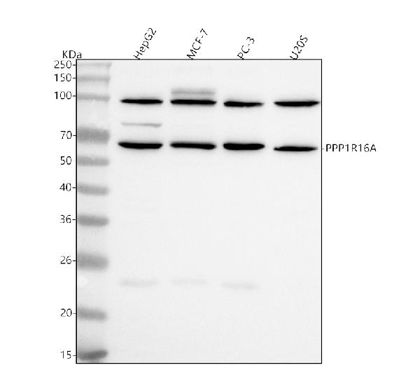 Figure 1. Western blot analysis of PPP1R16A using anti-PPP1R16A antibody (A14650-1). Electrophoresis was performed on a 5-20% SDS-PAGE gel at 70V (Stacking gel) / 90V (Resolving gel) for 2-3 hours. The sample well of each lane was loaded with 30 ug of sample under reducing conditions. Lane 1: human HepG2 whole cell lysates, Lane 2: human MCF-7 whole cell lysates, Lane 3: human PC-3 whole cell lysates, Lane 4: human U20S whole cell lysates. After electrophoresis, proteins were transferred to a nitrocellulose membrane at 150 mA for 50-90 minutes. Blocked the membrane with 5% non-fat milk/TBS for 1.5 hour at RT. The membrane was incubated with rabbit anti-PPP1R16A antigen affinity purified polyclonal antibody (Catalog # A14650-1) at 0.5 microg/mL overnight at 4°C, then washed with TBS-0.1%Tween 3 times with 5 minutes each and probed with a goat anti-rabbit IgG-HRP secondary antibody at a dilution of 1:5000 for 1.5 hour at RT. The signal is developed using an Enhanced Chemiluminescent detection (ECL) kit (Catalog # EK1002) with Tanon 5200 system. A specific band was detected for PPP1R16A at approximately 69 kDa. The expected band size for PPP1R16A is at 58 kDa.