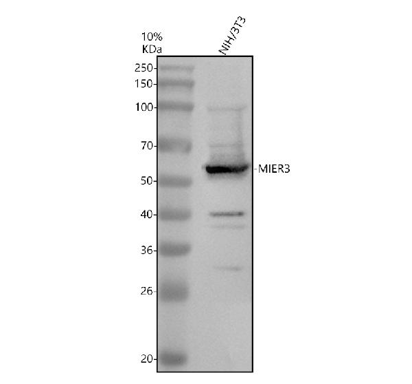 a14657 2 mier3 primary antibodies wb testing 1
