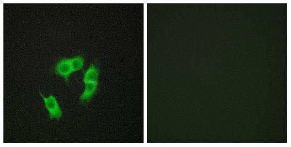 a14662 1 armcx3 primary antibodies if testing 1