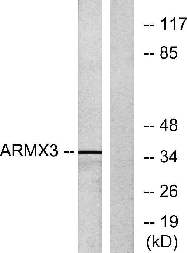 a14662 1 armcx3 primary antibodies wb testing 3