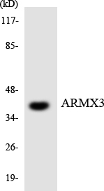 a14662 1 armcx3 primary antibodies wb testing 4