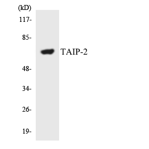 a14670 1 csrnp3 primary antibodies wb testing 1