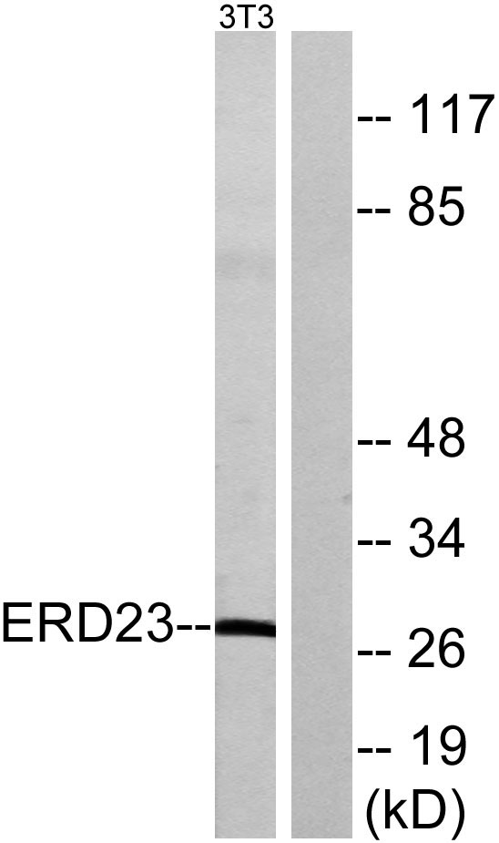 Western blot analysis of lysates from NIH/3T3 cells, using ERD23 Antibody