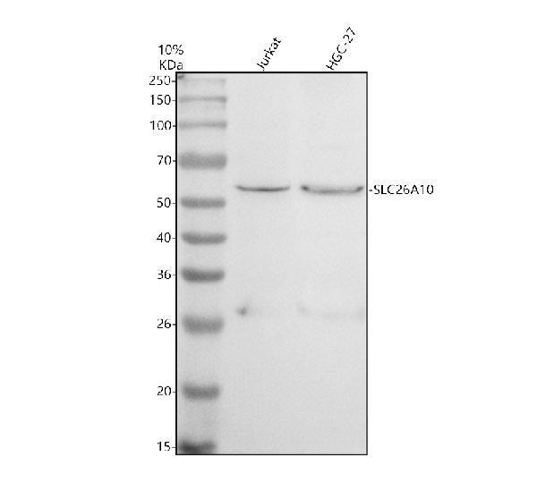 a14683 1 slc26a10 primary antibodies wb testing 1