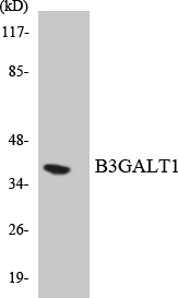 a14688t1 b3galt1 primary antibodies wb testing 1