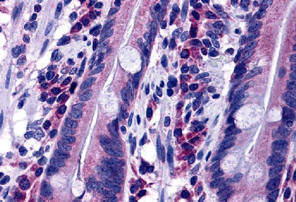 a14691 1 disp2 primary antibodies ihc testing 1