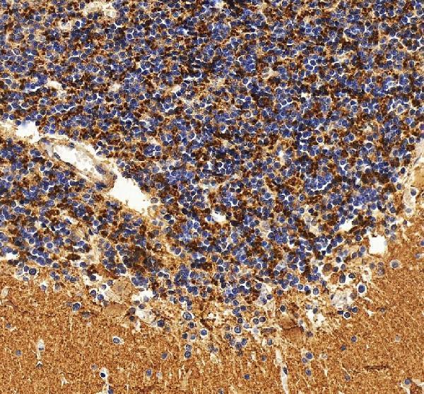 a14692 2 syngr3 primary antibodies ihc testing 4