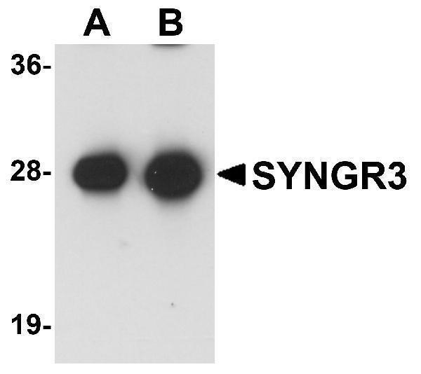 a14692 syngr3 primary antibodies wb testing 1
