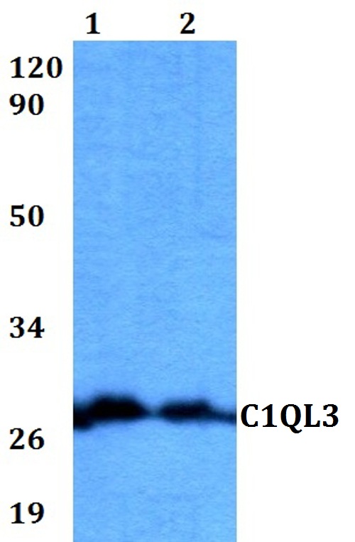 a14694 c1ql3 primary antiboties wb testing 1