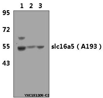 Western blot (WB) analysis of SLC16A5 (A193) polyclonal antibody at 1:500 dillution
Lane1:HEK293T whole cell lysate(40μg)
Lane2:NIH-3T3 whole cell lysate(40μg) 
Lane3:PC12 whole cell lysate(40μg)