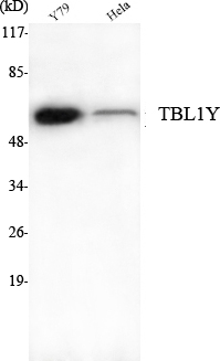 a14704 tbl1y primary antibodies wb testing 1