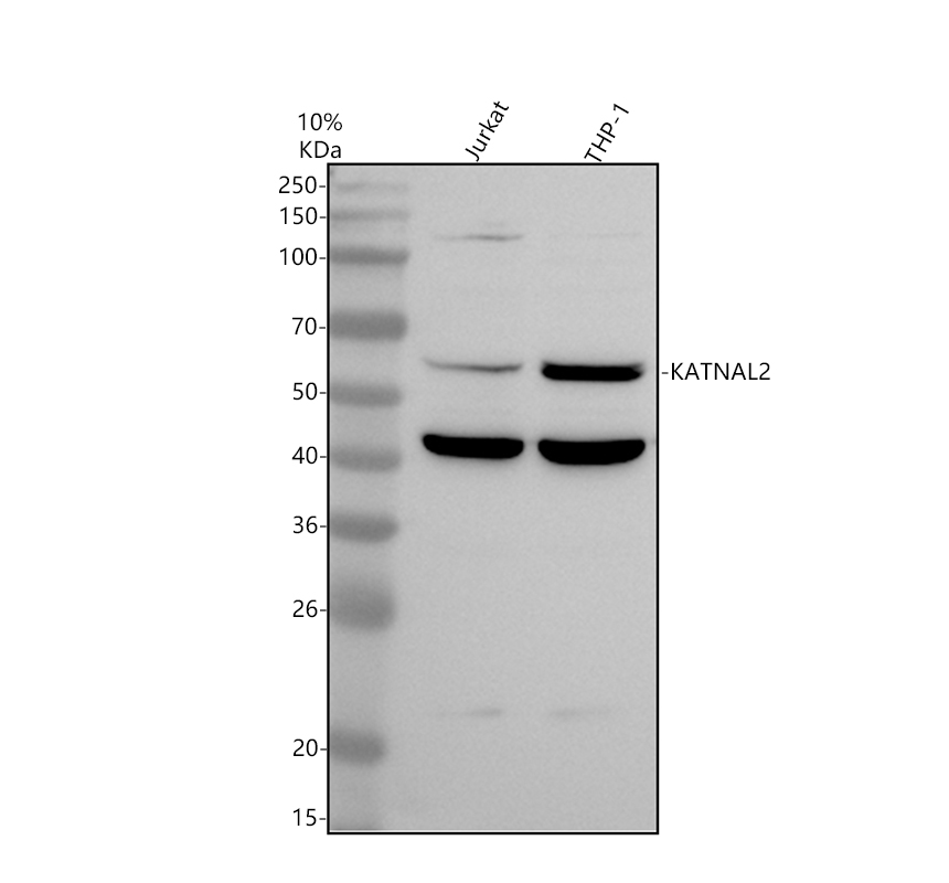 a14707 katnal2 primary antibodies wb testing 1