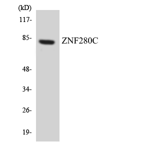 Western blot analysis of the lysates from HeLa cells using ZNF280C antibody
