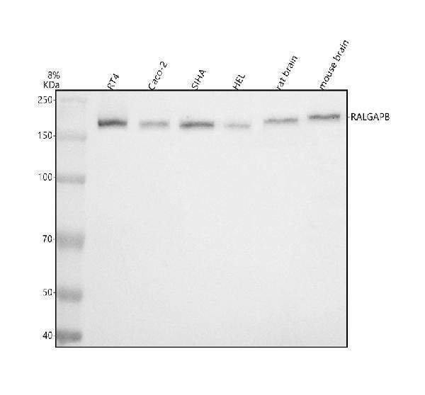 a14717 1 ralgapb primary antibodies wb testing 1