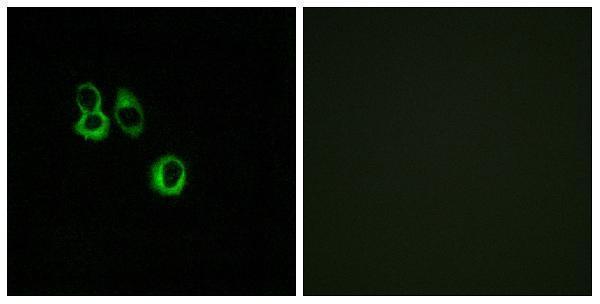 Immunofluorescence analysis of MCF7 cells, using OR3A2/3 Antibody