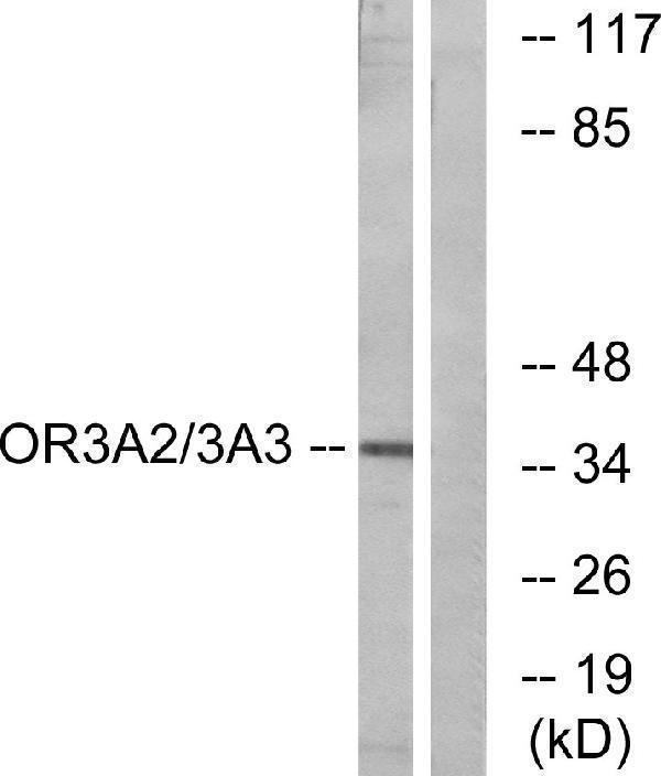 Western blot analysis of lysates from MCF-7 cells, using OR3A2/3 Antibody