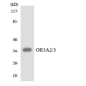 Western blot analysis of the lysates from HepG2 cells using OR3A2/3 antibody