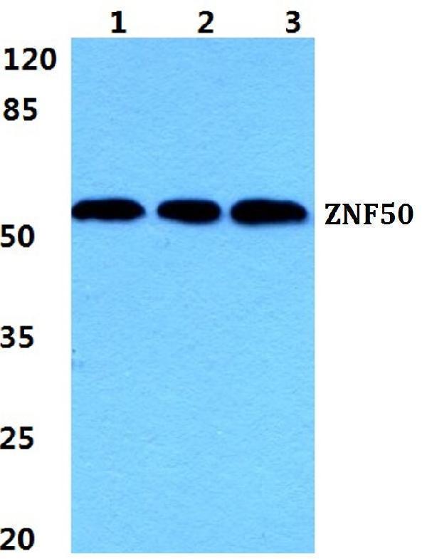 a14735 1 zscan22 primary antiboties wb testing 1