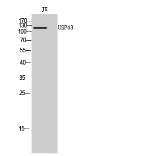a14739 1 usp43 primary antibodies wb testing 1