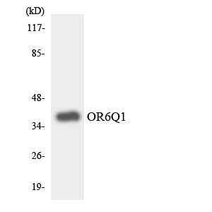 a14742 or6q1 primary antibodies wb testing 1