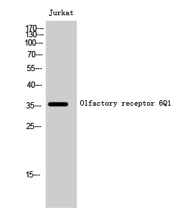 a14742 or6q1 primary antibodies wb testing 2