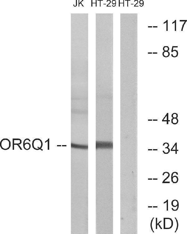 a14742 or6q1 primary antibodies wb testing 3