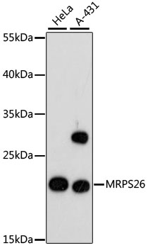 Western blot analysis of extracts of various cell lines, using MRPS26 antibody  at 1:3000 dilution