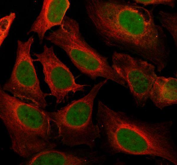 a14749 1 dhx40 primary antibodies if testing 1