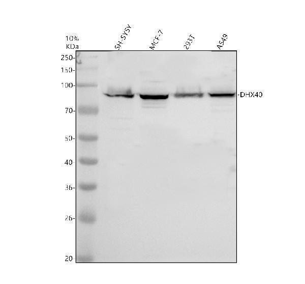 a14749 1 dhx40 primary antibodies wb testing 1