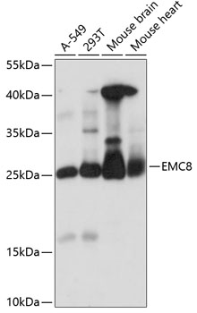 Western blot analysis of extracts of various cell lines, using EMC8 antibody  at 1:1000 dilution