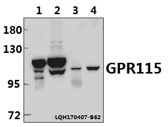 a14764 1 adgrf4 primary antiboties wb testing 1