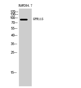 Western Blot analysis of RAW264