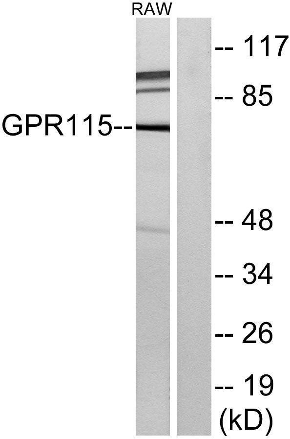 Western blot analysis of lysates from RAW264