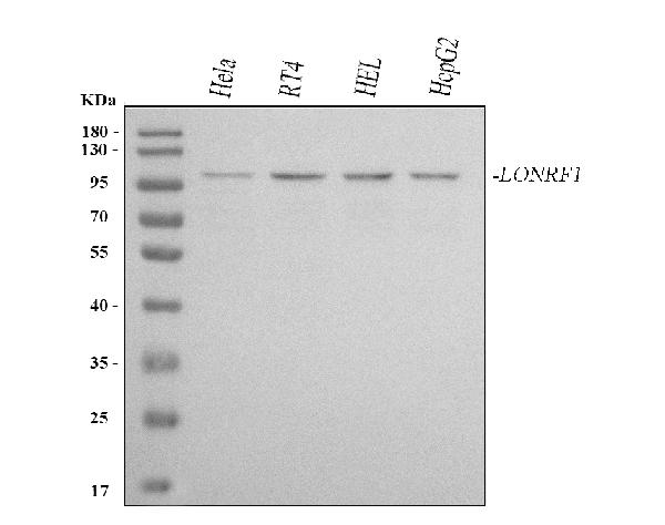 Figure 1. Western blot analysis of LONRF1 using anti-LONRF1 antibody (A14796). Electrophoresis was performed on a 5-20% SDS-PAGE gel at 70V (Stacking gel) / 90V (Resolving gel) for 2-3 hours. The sample well of each lane was loaded with 30 ug of sample under reducing conditions. Lane 1: human Hela whole cell lysates, Lane 2: human RT4 whole cell lysates, Lane 3: human HEL whole cell lysates, Lane 4: human HepG2 whole cell lysates. After electrophoresis, proteins were transferred to a nitrocellulose membrane at 150 mA for 50-90 minutes. Blocked the membrane with 5% non-fat milk/TBS for 1.5 hour at RT. The membrane was incubated with rabbit anti-LONRF1 antigen affinity purified polyclonal antibody (Catalog # A14796) at 0.5 microg/mL overnight at 4°C, then washed with TBS-0.1%Tween 3 times with 5 minutes each and probed with a goat anti-rabbit IgG-HRP secondary antibody at a dilution of 1:5000 for 1.5 hour at RT. The signal is developed using an Enhanced Chemiluminescent detection (ECL) kit (Catalog # EK1002) with Tanon 5200 system. A specific band was detected for LONRF1 at approximately 100 kDa. The expected band size for LONRF1 is at 87 kDa.