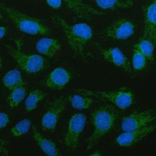 Figure 2. IF analysis of LCMT2 using anti-LCMT2 antibody (A14797-1). LCMT2 was detected in an immunocytochemical section of U2OS cells. Enzyme antigen retrieval was performed using IHC enzyme antigen retrieval reagent (AR0022) for 15 mins. The cells were blocked with 10% goat serum. And then incubated with 5 microg/mL rabbit anti-LCMT2 Antibody (A14797-1) overnight at 4°C. DyLight®488 Conjugated Goat Anti-Rabbit IgG (BA1127) was used as secondary antibody at 1:500 dilution and incubated for 30 minutes at 37°C. The section was counterstained with DAPI. Visualize using a fluorescence microscope and filter sets appropriate for the label used.