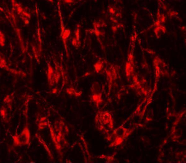 Immunofluorescence of TYW1 in mouse brain tissue with TYW1 antibody at 20 μg/mL