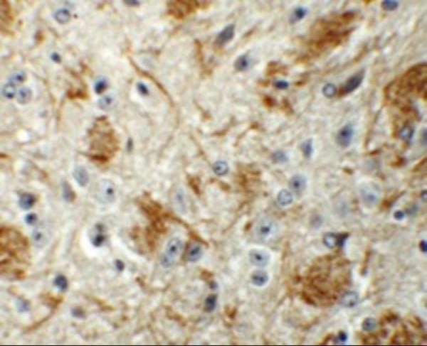 Immunohistochemistry of TYW4 in mouse brain tissue with TYW4 antibody at 5 μg/mL