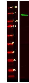 Western Blot analysis of HEK293 lysis, using primary antibody at 1:1000 dilution
