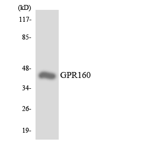 a14818 1 gpr160 primary antibodies wb testing 1