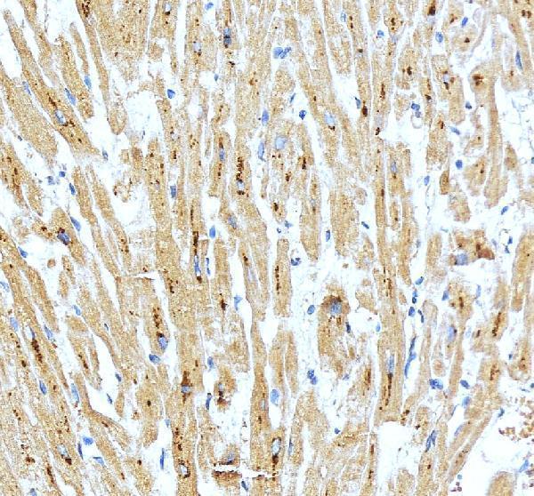 IHC analysis of SPAG7 using anti-SPAG7 antibody (A14828-1)