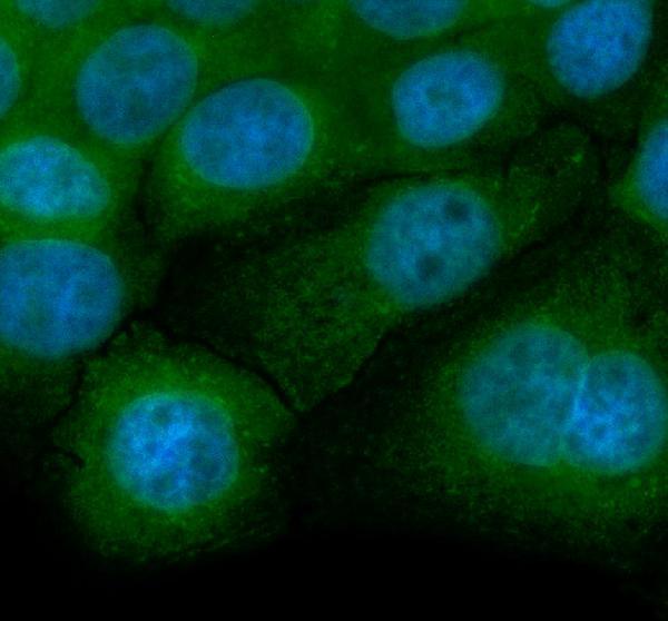 a14829 1 endod1 primary antibodies if testing 1