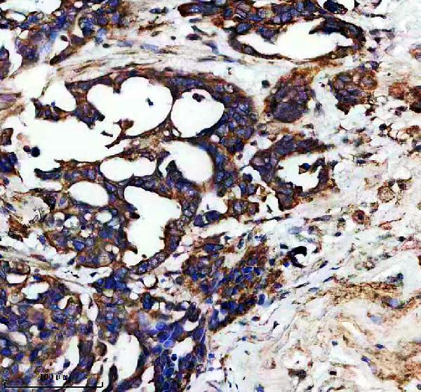 IHC analysis of ENDOD1 using anti-ENDOD1 antibody (A14829-1)