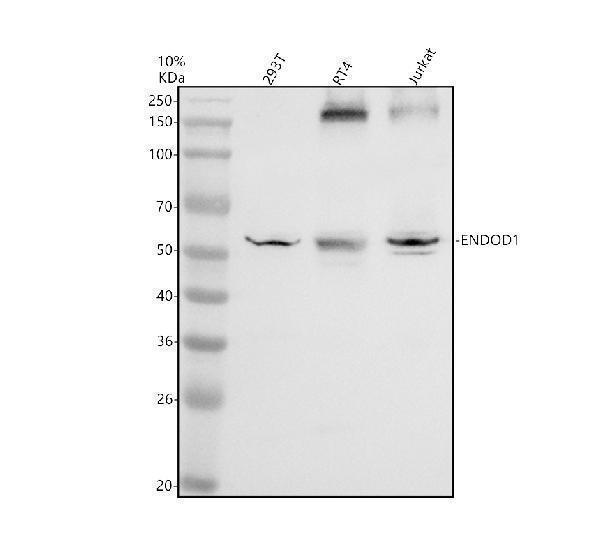 Western blot analysis of ENDOD1 using anti-ENDOD1 antibody (A14829-1)