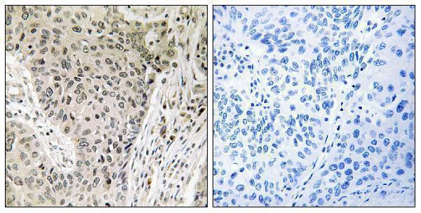a14835 1 arhgef19 primary antibodies ihc testing 1