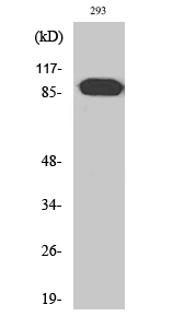 a14835 1 arhgef19 primary antibodies wb testing 2