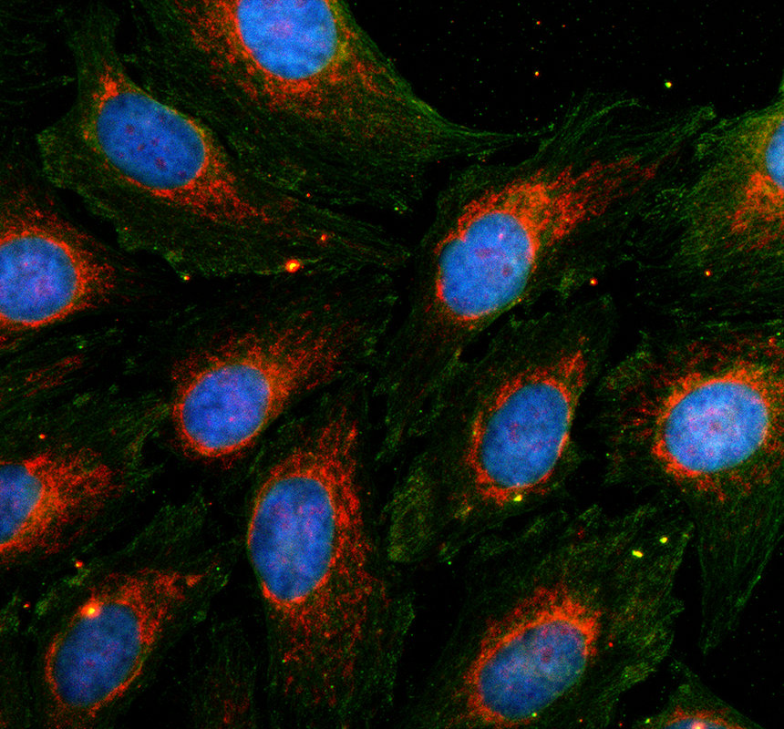 a14845 1 mrpl9 primary antibodies if testing 1