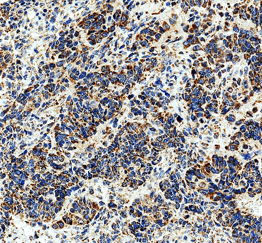 a14845 1 mrpl9 primary antibodies ihc testing 1